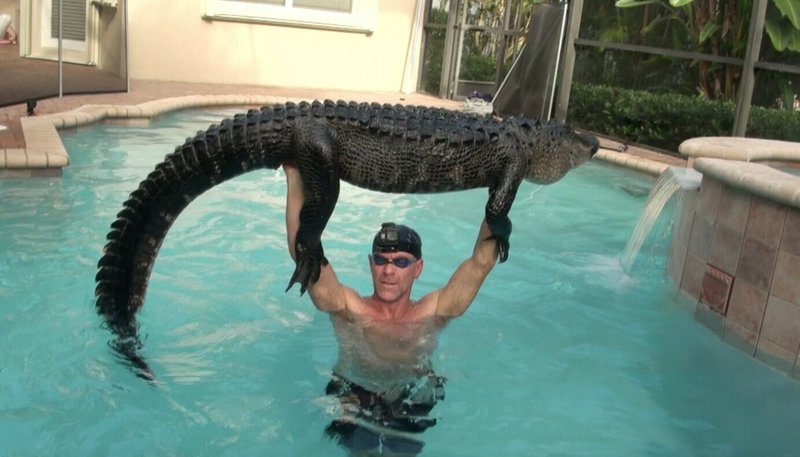 Trapper plays with ’gator until it tires, pulls it from pool